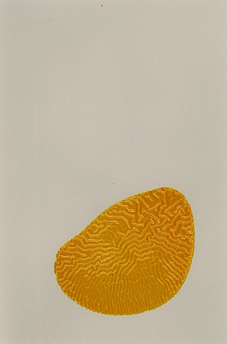 <i>Coloraid #40</i>, 1998-99